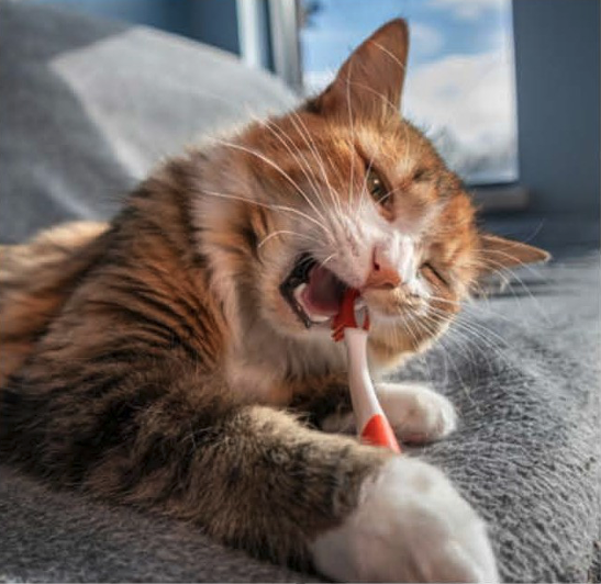 Cat Brushing Teeth