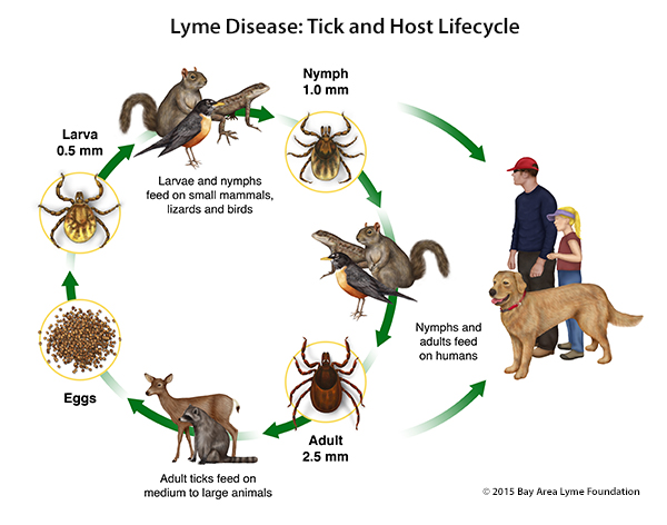 Lyme Disease life cycle 1570985112